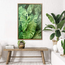 Load image into Gallery viewer, Philodendron Giganteum
